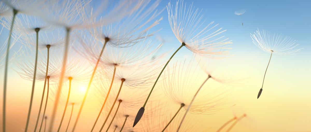 IAPT - Header Image 4